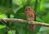 White-whiskered Puffbirdborder=